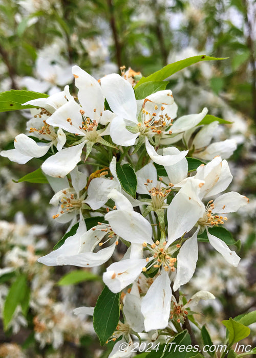 Closeup of white flowers with yellow centers and green leaves.