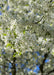 Closeup of white flowers and green leaves.