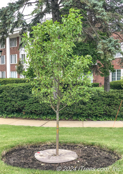 A newly planted Spring Snow Crabapple with green leaves planted in the parkway.