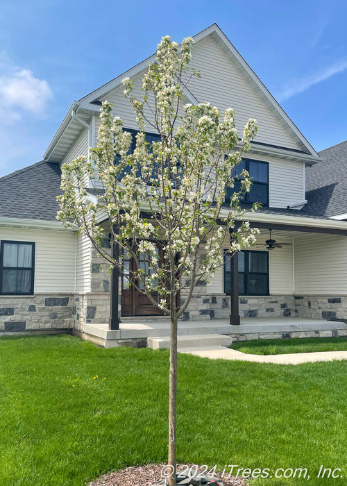 Newly planted Spring Snow Crabapple in bloom planted in a front yard.