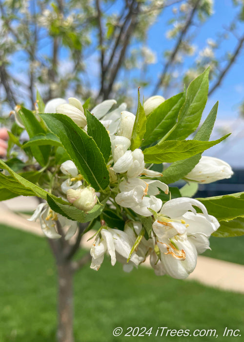 Closeup of white flowers and green leaves on the end of a branch.