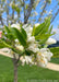 Closeup of white flowers and green leaves on the end of a branch.