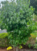 Ivory Silk Japanese Tree Lilac fully leafed out with panicles of flower buds beginning to emerge in late spring. 