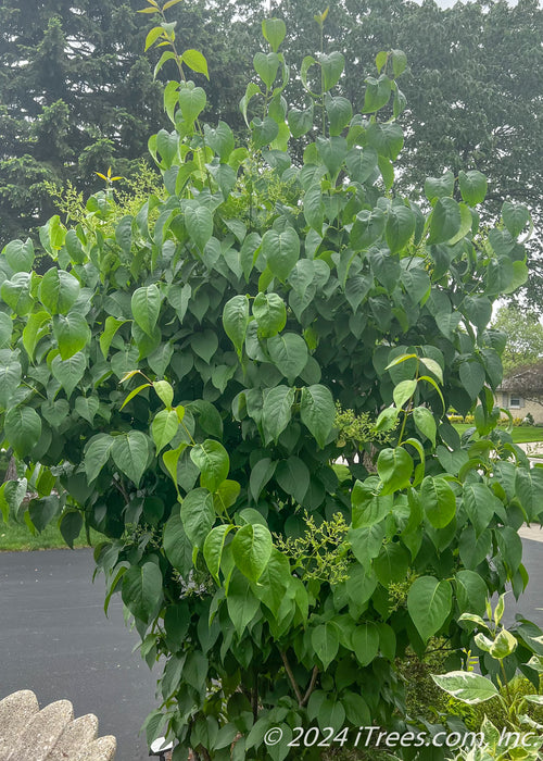 Ivory Silk Japanese Tree Lilac fully leafed out with panicles of flower buds beginning to emerge in late spring. 