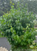 Ivory Silk Japanese Tree Lilac fully leafed out with panicles of flower buds beginning to emerge in late spring. 