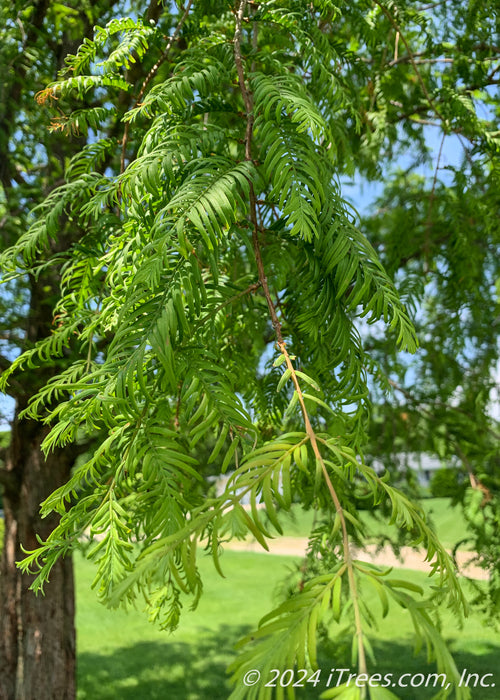 Closeup of a branch of bright green leaves.