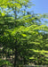 Closeup of bright green curing leaves, view from the underside of the leaves.