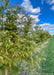 View of a row of Dawn Redwood trees in the nursery, with a closeup view of the first tree's changing fall colors.