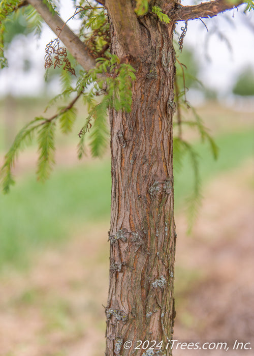 Closeup of upper trunk and lower branching.