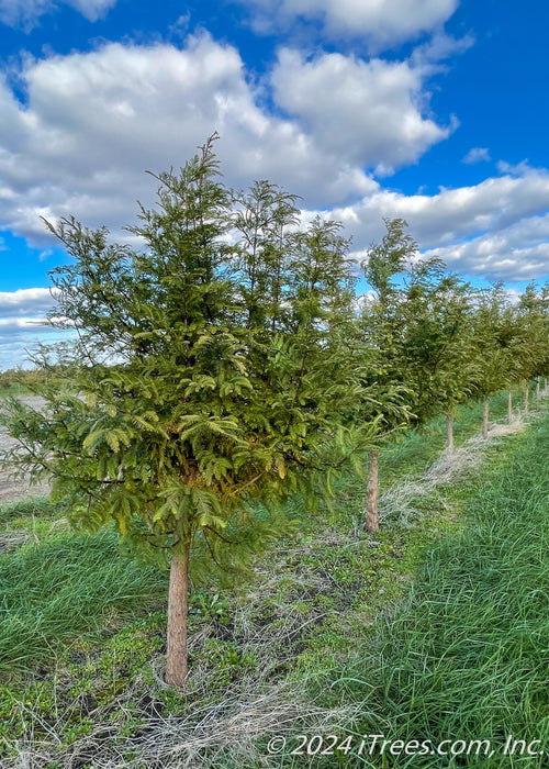 A Row of Dawn Redwood grow in the nursery, showing transitioning fall color, with orange tones appearing in the middle of the tree's canopy.