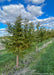 A Row of Dawn Redwood grow in the nursery, showing transitioning fall color, with orange tones appearing in the middle of the tree's canopy.