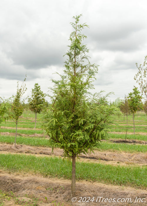 A single Dawn Redwood in the nursery with green leaves, and conical shape.