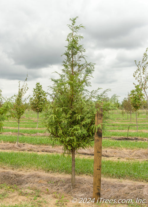 Dawn Redwood in the nursery with a large ruler standing next to it to measure its canopy height, pruned up to 3 Ft.