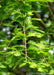 Closeup of a branch showing twiglets of bright green leaves.