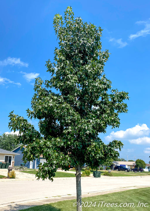 Moraine Sweetgum with green leaves planted along a roadway in a residential area.