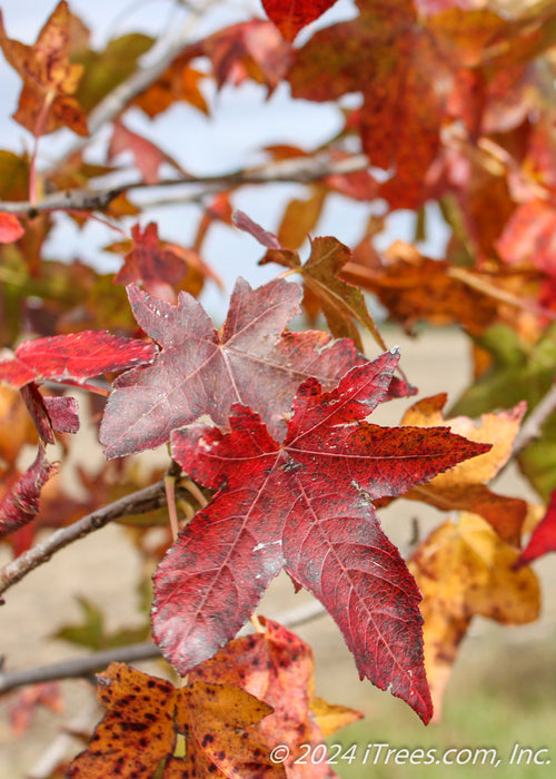 Closeup of dark red star-shaped leaf.