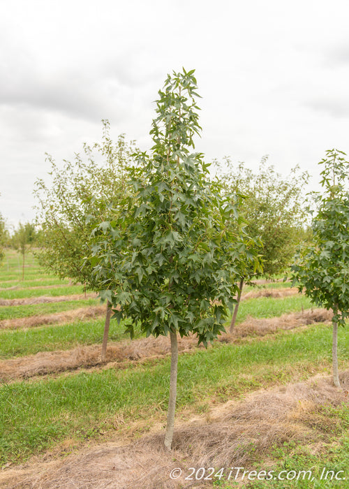 A single Moraine Sweetgum at the nursery with green leaves.