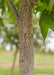 Closeup of trunk.