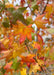 Closeup of a branch of fall leaves.