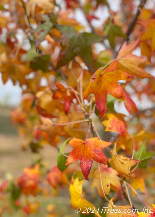 A branch with star-shaped fall leaves.