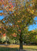 A mature Moraine Sweetgum with changing leaves in fall.