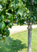 Closeup of a newly planted Moraine Sweetgum trunk and green leaves.