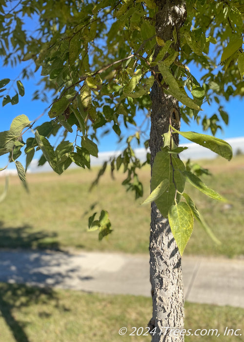 Closeup of young rough rugged trunk and lower green canopy of leaves with a field and blue skies in the background.