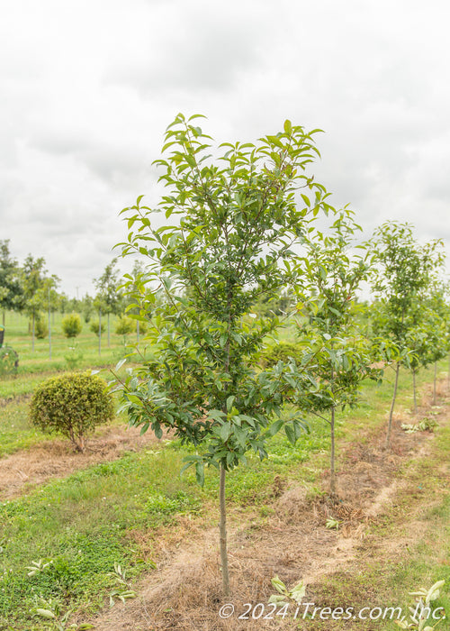 Afterburner Black Tupelo grows in a nursery row with green leaves. 