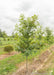 Afterburner Black Tupelo grows in a nursery row with green leaves. 