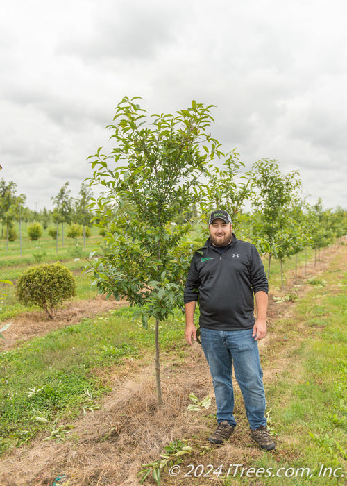 Afterburner Black Tupelo grows in a nursery row with a person standing next to it for height comparison.