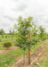 Afterburner Black Tupelo grows in a nursery row with a large ruler standing up next to it for measuring.