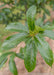 Closeup of shiny green leaves with yellow veins.