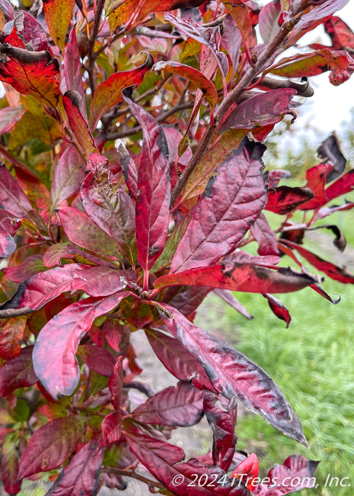 Closeup of dark red fall foliage