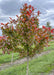 Afterburner Black Tupelo grows in the nursery with changing fall color