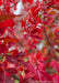 Closeup of a branch coated in dark red leaves