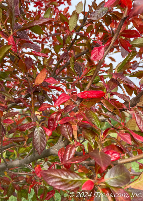 Closeup of changing leaves from green to dark red.