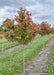 Afterburner Black Tupelo grows in a nursery row with green leaves changing to red.