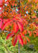 Closeup of bright red-orange fall color