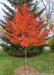 Afterburner Black Tupelo with flaming red foliage, planted in a backyard.