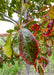 Closeup of a green leaf with yellow veins, and fading purple to red changing fall color with bright red on the leaf's smooth edge. 