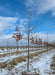 Northern Splendor Honeylocust rests in dormancy in winter at the nursery without leaves.  Marcescent Oaks are in the background with a cloudy blue sky, and snow on the ground. 