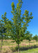 American Hophornbeam grows in the nursery with green leaves.