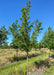 American Hophornbeam grows in a nursery row with green leaves. 