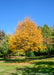 Maturing American Hophornbeam with bright yellow fall color.