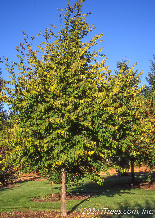 American Hophornbeam with a dense canopy of green leaves just beginning to change to their fall color.