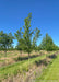 American Hophornbeam grows in a nursery row with green leaves. 