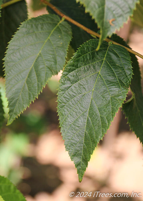 Autumn Treasure® Hophornbeam