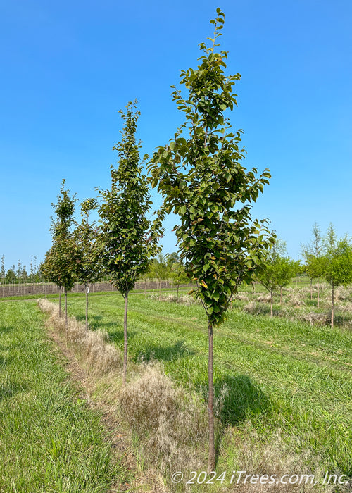 Autumn Treasure® Hophornbeam