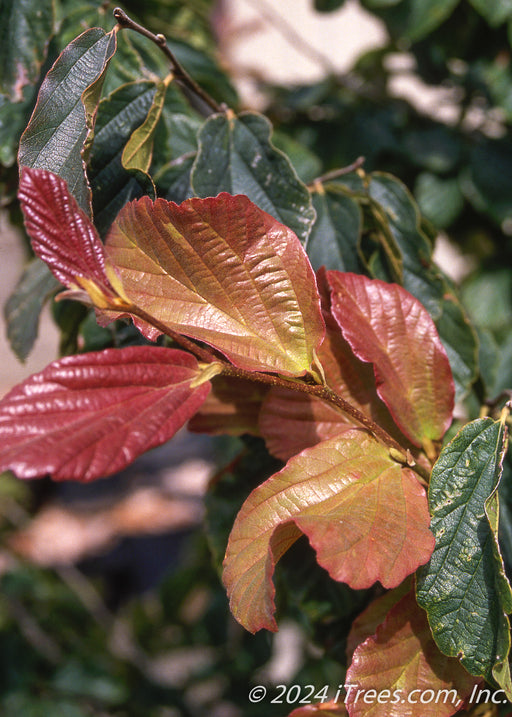 Closeup of changing fall color leaves.