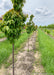 A row of Persian Parrotia in the nursery.